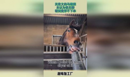 无马视频,揭秘马术运动的魅力与挑战