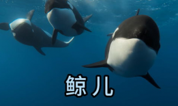 海洋动物视频,揭秘神秘海洋生物的精彩瞬间