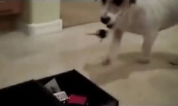 调教狗奴视频,视频背后的真实训练方法与心理洞察